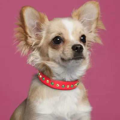 Regal Diamonds Leather Pet Dog Collar