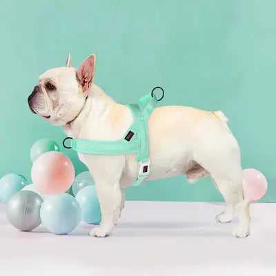 Regal Comfort: Didog Padded Nylon Dog Harness for Stylish Pets