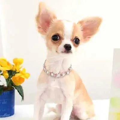 Radiant Paws Rhinestone Puppy Collar