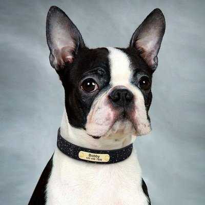 Luxury Sequin Sparkle Personalised Pet ID Collar